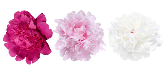 Close-Up Of Three Colorful Peony Flowers Isolated On White Background