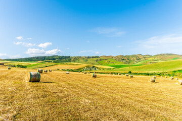 Scenic view at beautiful summer farm with a wheaten shiny field with golden wheat and sun rays, deep colorful cloudy sky on background, rows leading far away, valley landscape