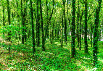 Obraz premium green spring season forest view background with salad leaves and sun rays. Scenic forest of fresh green trees framed by leaves, with the sun casting its warm rays through the foliage