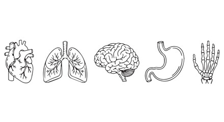 Line art illustration of human organs: heart, lungs, brain, stomach, and hand, in monochrome against a white background, showcasing a detailed anatomical style.