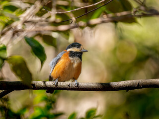 枝にとまるヤマガラ