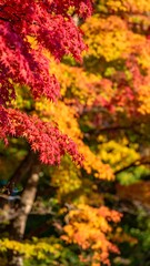 Autumn foliage close-up