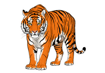 Obraz premium Majestic Bengal Tiger Illustration isolated on transparent background