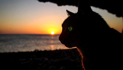 Silhouette Of A Cat Enjoying The Sunset Over The Ocean Against A Golden Sky