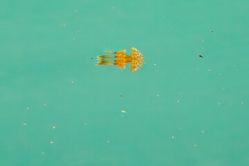 港の水面を泳ぐタコクラゲ（英名学名：Papuan jelly, Spotted jelly, Mastigias...