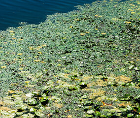 Aquatic plants covering the surface of a lake creating a green carpet