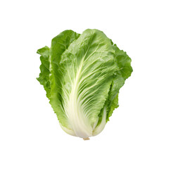 Fresh romaine lettuce with green leaves