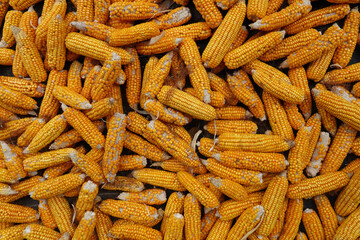 Multiple imperfect sweet corn cobs drying in the sun in a rural Chinese farming village. Failing poor seasonal crops 