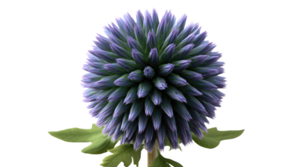 Globe Thistle in Full Bloom: A captivating close-up of a vibrant globe thistle flower, showcasing its unique spherical shape and intricate floral detail.