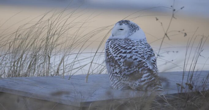 Snowy owl resting on a wooden beam surrounded by coastal dune grasses in a winter shoreline setting in Scarborough Maine