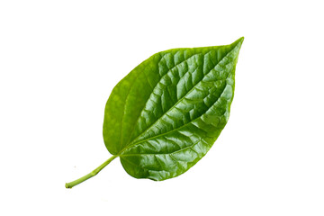 Obraz premium Fresh wild betel leaves on white