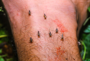 The Aedes mosquito is a known vector for several viruses, including West Nile virus, yellow fever...