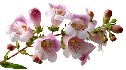 Naklejka premium Blooming Elegance: A vibrant floral display, showcasing delicate blossoms with pastel petals on a natural stem, evoking a sense of freshness and springtime serenity.