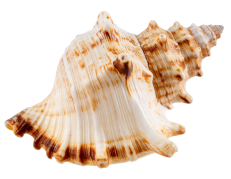  Close-Up of Spiral Seashell with Natural Texture and Curves, Isolated PNG