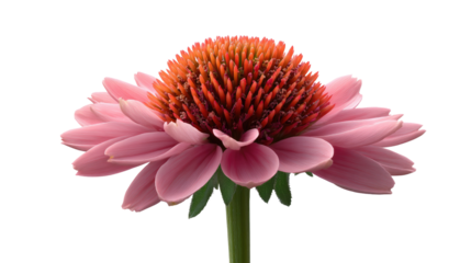 Echinacea Flower in Full Bloom: A vibrant pink echinacea flower stands out in a natural scene, showcasing its intricate details and a spectrum of colors.