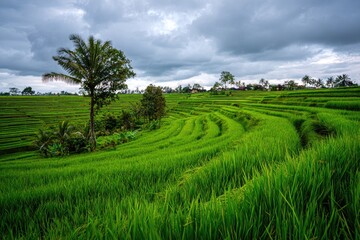 Lush green terraced rice paddies under a cloudy sky