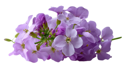 Delicate Lavender Blooms: A close-up showcases the soft beauty of lavender flowers, each petal a whisper of serenity, offering a floral display of natural beauty.