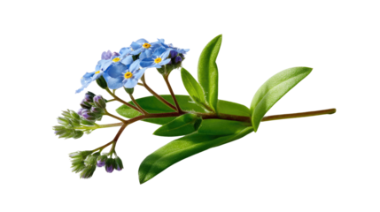Forget-Me-Not Bloom: Delicate sprigs of Forget-Me-Nots, their vibrant blue petals unfurling, display intricate details and capture the pure essence of botanical beauty.