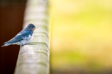 手すりにとまるツバメ