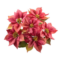 Close-up of a cluster of poinsettias.  Deep reddish-pink blooms, with hints of orange,  radiate outwards.  Dark-yellow centers.  Soft, blurred background