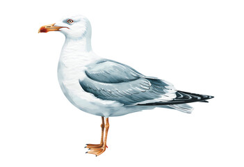 Standing seagull in soft watercolor tones. Seagull in naturalist style.
=