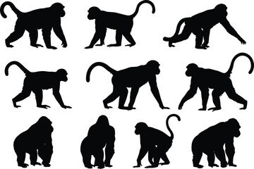 Silhouettes of monkeys and apes in walking, sitting, crouching poses, jungle wildlife design, primate vector collection, wild animal shadow shapes, isolated black illustration set