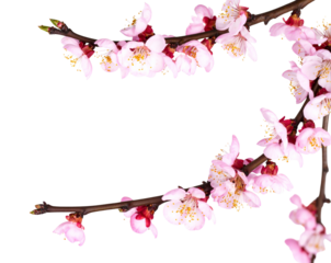  Elegant Pink Bloom Twig