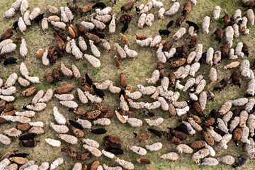 Aerial top down view of sheep herd feeding on grass in green field.