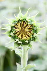 sunflower seed head