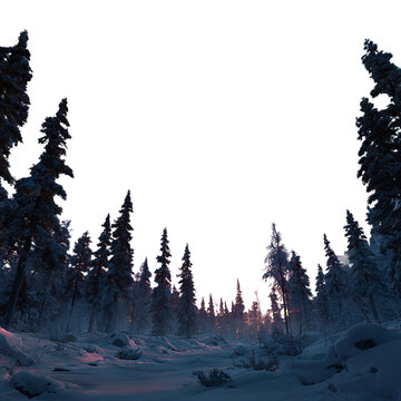 Northern lights over snowy forest - panoramic dark scene --s 250