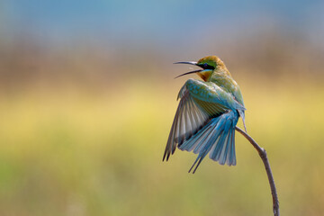 Blue-tailed Bee-eater - Merops philippinus, beautiful colored bee-eater from Asian forests and woodlands, Son Tra, Vietnam.