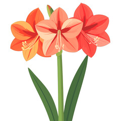 Naklejka premium Three Vibrant Orange and Red Amaryllis Flowers in Full Bloom with Green Stems and Leaves Isolated on White Background Botanical Illustration