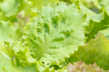 Close up photo of vibrant garden lettuce leaves symbolizing wholesome healthy food