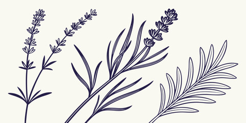 Minimalist Herb Silhouette Set - Vector Art of Rosemary Sprigs and Lavender Stems with Detailed Needle Leaves and Flower Buds