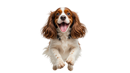 Adorable brown and white puppy with joyful expression playful pose furry coat bright eyes and friendly demeanor captured in a professional pet portrait
