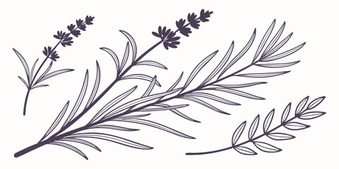Stylized Vector Silhouette of Rosemary Sprigs and Lavender Stems – Minimalist Botanical Design with Needle Leaves and Flower Buds