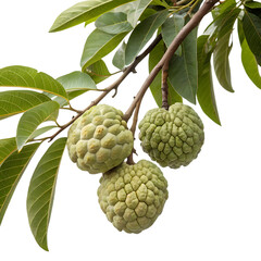 Fototapeta premium Custard apple fruit growing on a branch with leaves isolated on white isolated on transparent background