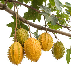 Kiwano melon fruit hanging on a branch with green leaves isolated on transparent background