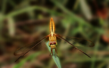 Macro close-up of a colorful dragonfly perched on a green leaf. Transparent wings detailed body structure and natural background blur (bokeh) highlighting insect beauty. Perfect for nature, wildlife