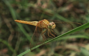 Macro close-up of a colorful dragonfly perched on a green leaf. Transparent wings detailed body structure and natural background blur (bokeh) highlighting insect beauty. Perfect for nature, wildlife