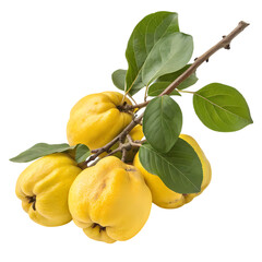 Ripe yellow quince fruits on a branch with green leaves isolated on transparent background