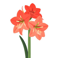 Fototapeta premium Amaryllis Flowers Arrangement in Red Isolated on White Background Botanical Illustration