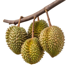 Group of spiky durian fruits hanging from a branch isolated on transparent background