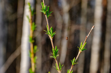 Small spider sitting on delicate web between young spring branches. Tiny spider on its fragile web stretched between budding spring branches against soft forest background.
