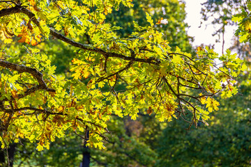 Obraz premium Oak tree branch a sunny autumn day