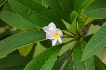 A white flower is on a green leaf