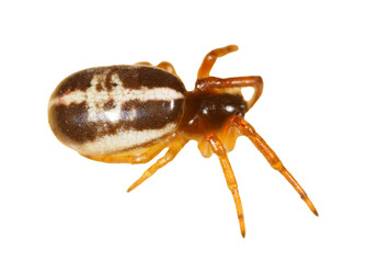 A spider is sitting on a white background