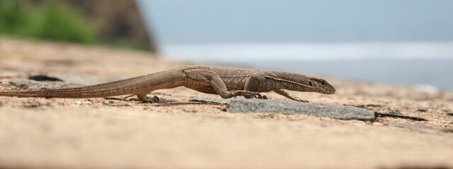 A lizard is walking on a rock near the water