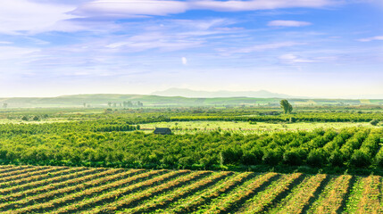 beautiful view in a green farm field with rows of rural plants and vegetables with amazing sunset or sunrise on background of agricultural landscape