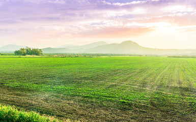 farmland landscapee of green spring field with rows of young fresh growth and sprouts and beautiful agricultural valley with nice sunset hills on background